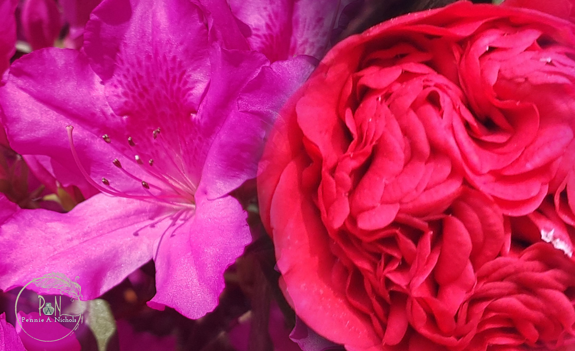 Comparing a Late Bloomer Pennie A. Nichols